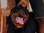 Double Side Rottweiler Dog