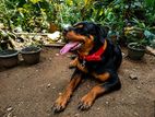 Rottweiler Dog