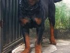 Double Side Rottweiler Male for Crossing