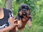 Rottweiler Puppy