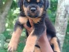 Double Side Rottweiler Puppy