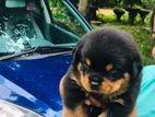 Double Side Rottweiler Puppy