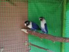 Double Violet Love Birds