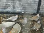 Dove Birds