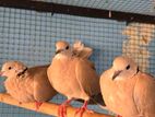 Dove Bird