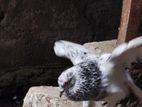 DOVE