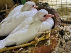 Indian Doves Albino Pair