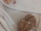 Dowf Red Eye Hamster