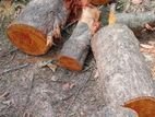 දර සදහා ඇව