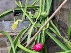 Dragon Fruit (ඩ්රැගන්ෆෘට්)
