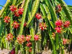 Dragon Fruit Plants - ඩ්‍රැගන් ෆෘට් පැල