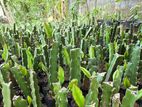 Dragon Fruit Plants