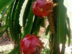 Dragon Fruit Plants