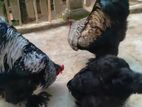 Brahama Chicken