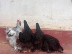 Brahma Chick