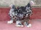 Brahma Chicken
