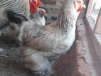 Brahma Chicken