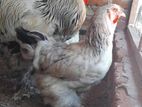 Brama Chicken