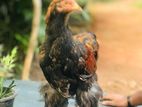 Brama Chicken