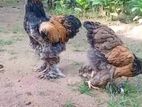 Drama Chicken