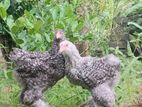 Brahma Chickens