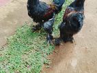 Brahma Chicken