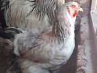 Brama Chicken