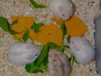 Drawf hamster