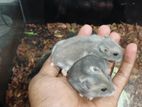 Drawf Hamsters