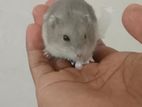 Drawf Hamsters