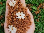 Dried Sepalika Flowers Nyctanthes arbor-tristis Coral Jasmine