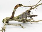drift wood