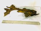 Drift wood for Fish Tanks