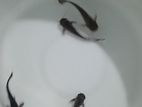 Driftwood Catfish