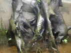 Driftwood for fish tanks