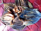 Dry Fish