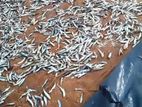 Dry Fish Waste