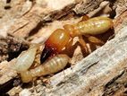 Dry Wood Termite And Pest Control Treatments