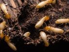 Dry Wood Termite And Pest Control Treatments