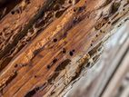 Dry Wood Termite Treatments