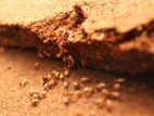 Drywood Termite Treatments and Pest Control