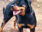 Ds Imported Rottweiler Dog for Crossing