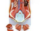 Dual-Sex Urinary System