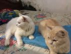 Persian Cats