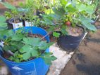 Fig Furit Plants