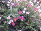 Dubai Rose Plants