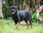 Rottweiler Male Dog for Stud Service