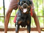 Rottweiler Male Dog for Stud Services