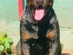 Double Side Imp Rottweiler Male Dog for Stud Services