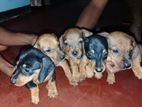 Dachshund Puppies